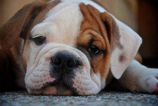 Top Questions About CBD for Dogs